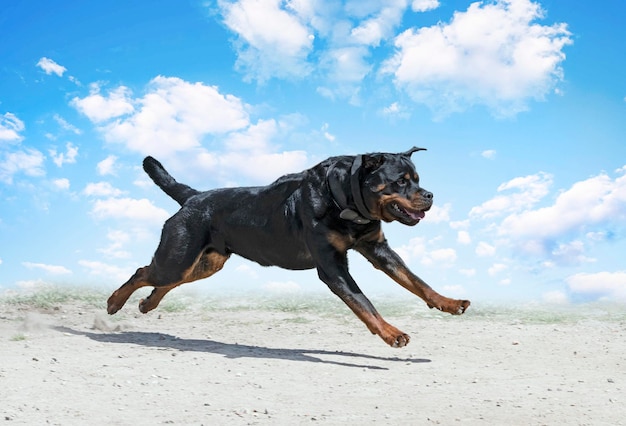 Adiestramiento de rottweiler