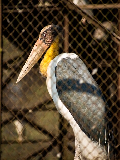 Adjunto menor Es un gran pájaro vadeador de la familia de las cigüeñas Ciconiidae