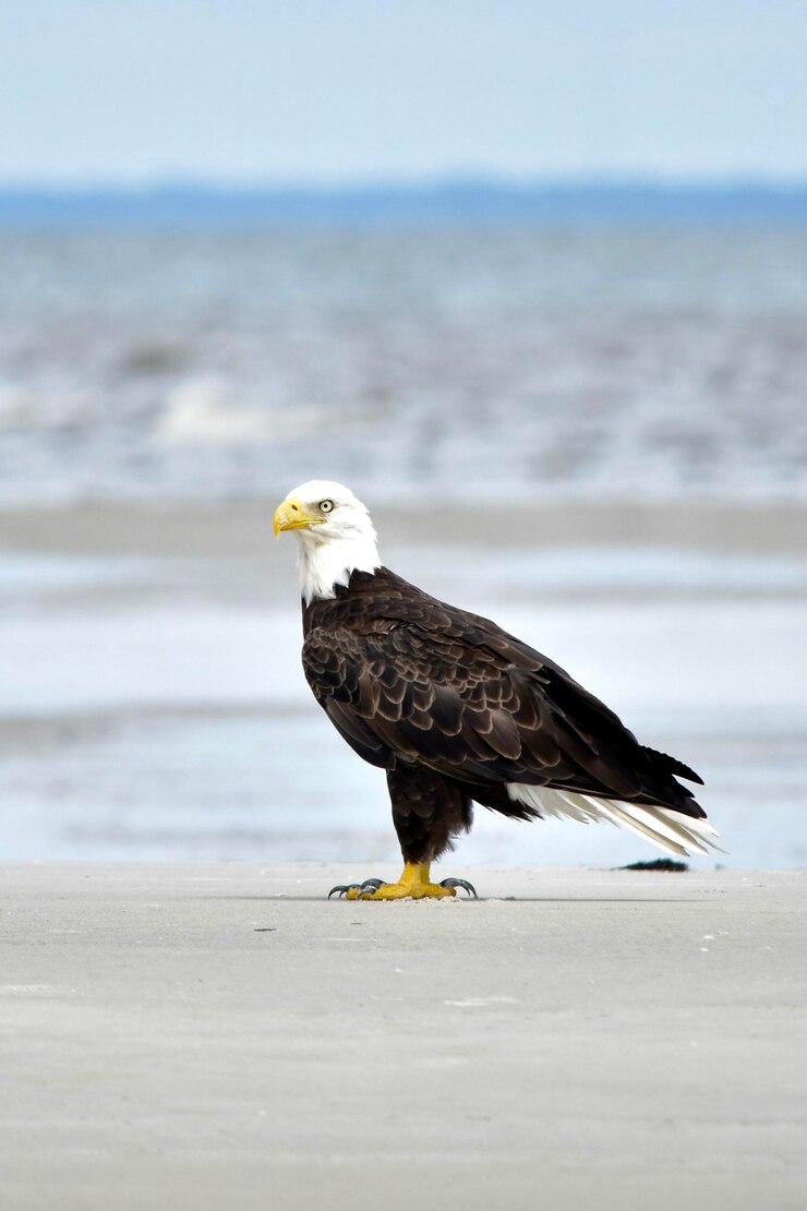 Foto adler am strand