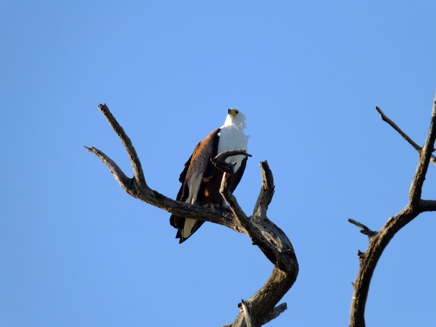 Adler auf der Safari im Chobe-Nationalpark, Botswana, Afrika