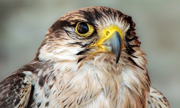 Adler beobachtet seine Beute vor dem Fliegen