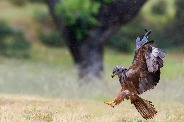Adler fliegen über das Feld