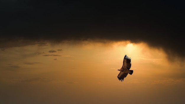 Adler fliegt im dunklen Sonnenuntergangshimmel