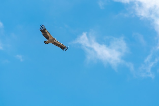 Adler fliegt in blauen Himmel