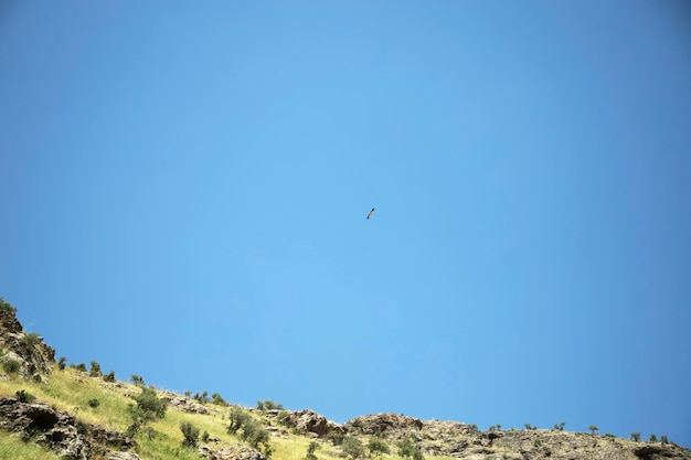 Adler fliegt über die Steppe