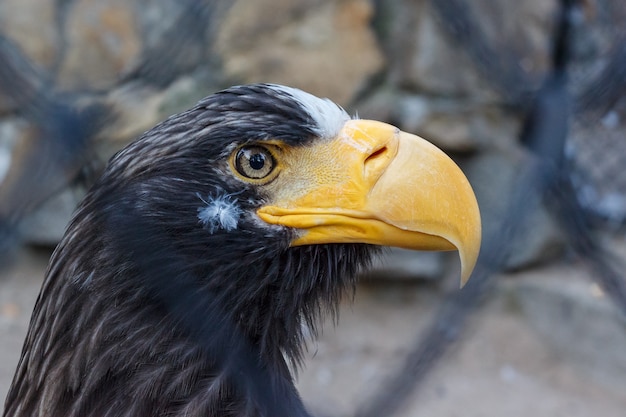 Adler in einem Käfig