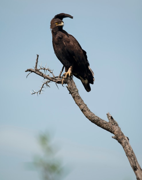 Adler mit langem Haube