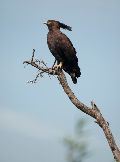 Adler mit langem Haube