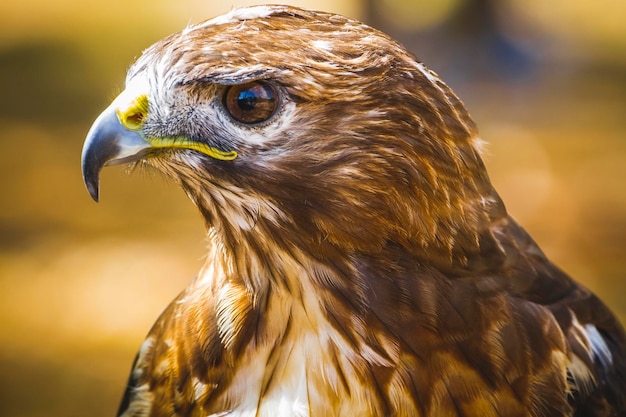 Adler, tagaktiver Greifvogel mit schönem Gefieder und gelbem Schnabel