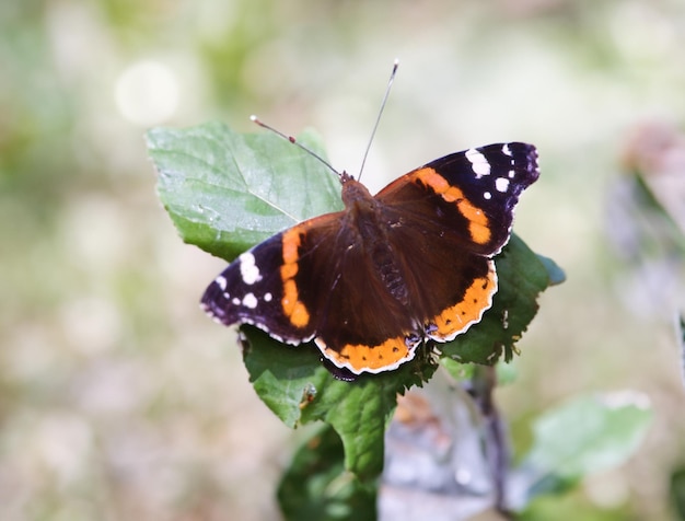 Foto admiral-schmetterling thront anmutig auf leuchtenden blättern