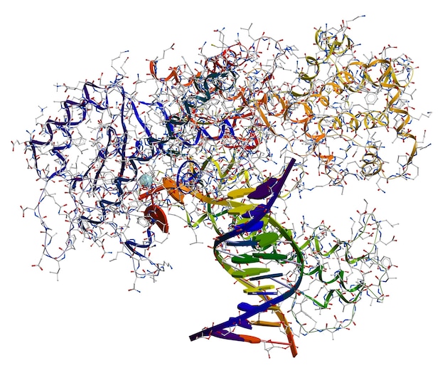 ADN polimerasa I.Enzima que participa en la replicación del ADN.