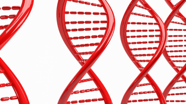 El adn rojo sobre fondo blanco para la ciencia o el concepto médico representación 3d
