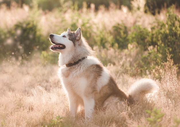 Adoarble Hund sitzt auf Sommerwiese