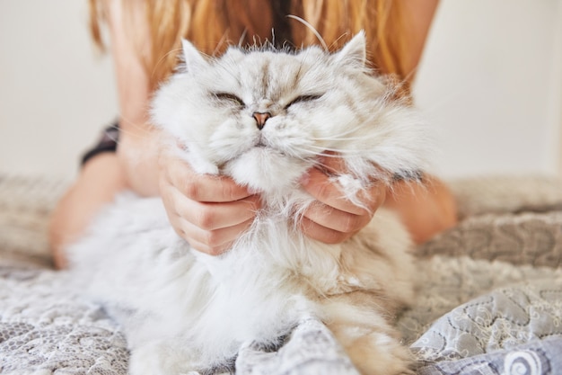 Adolescente coça o pescoço do gato branco de pêlo comprido britânico.