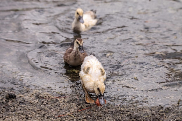 Adolescente juvenil de pato muscovoy cairina moschata antes de que las plumas estén completamente formadas en los nabos