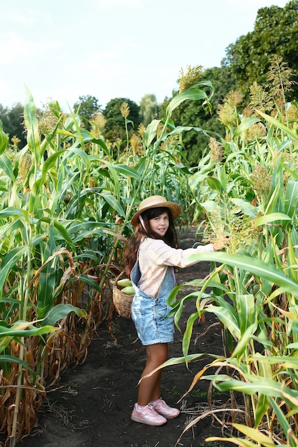 Foto una adolescente recogiendo maíz dulce en un campo de maíz