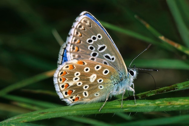 Adonis Blue Lysandra bellargus