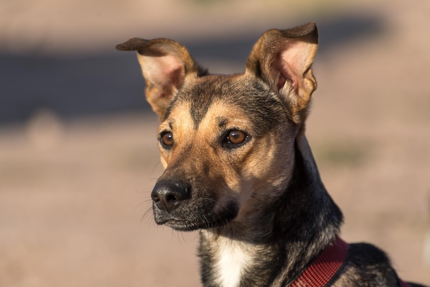 adoptierter und kleiner Hund sehr schöner und anhänglicher Blick nach vorne Tierschutz