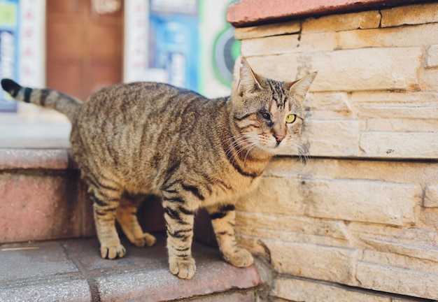 Adoptó un gato ciego de un ojo