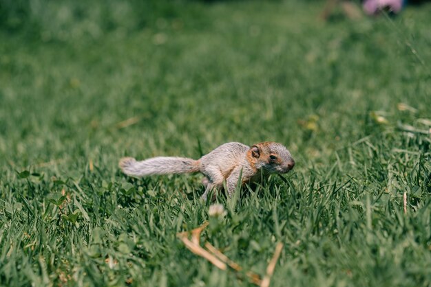 Una adorable ardilla bebé en el césped