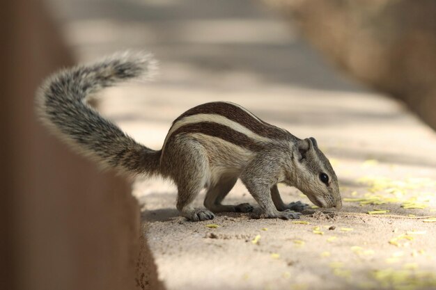 Adorable ardilla listada en una superficie rocosa comiendo semillas caídas de un árbol