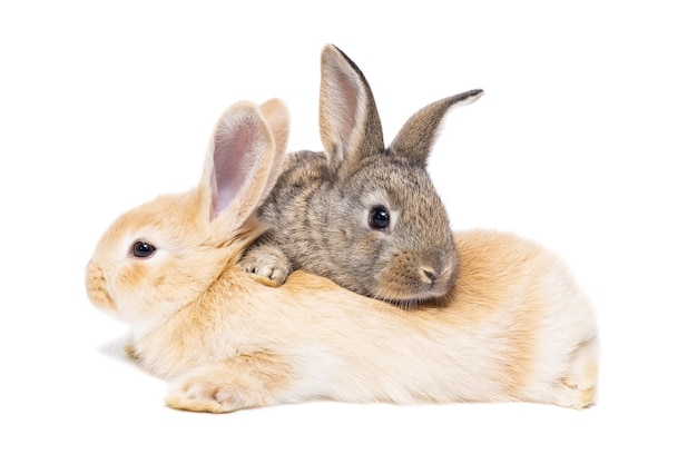 Adorable bebé conejo gris sentado aislado sobre fondo blanco.