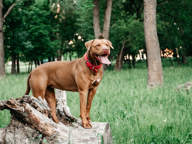 Adorable y bonito cachorro de color chocolate. Primer plano, al aire libre. Luz diurna. Concepto de cuidado, educación, entrenamiento de obediencia, crianza de mascotas.