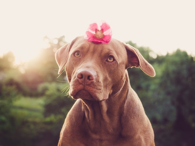 Adorable y bonito cachorro de color marrón. De cerca, al aire libre. Luz diurna. Concepto de cuidado, educación, entrenamiento de obediencia y crianza de mascotas.