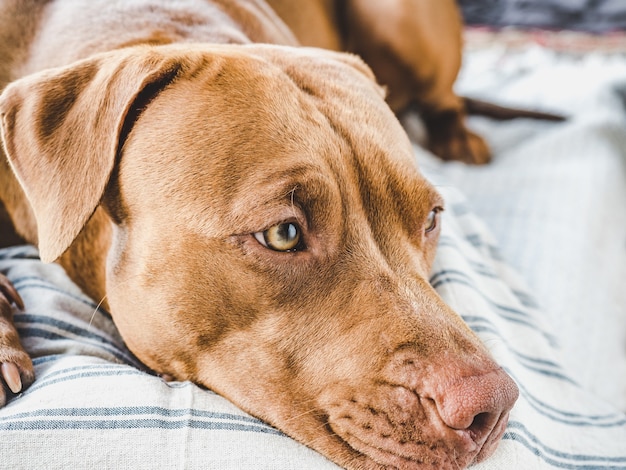 Adorable y bonito cachorro de color marrón. Primer plano, en interiores. Luz diurna. Concepto de cuidado, educación, entrenamiento de obediencia y crianza de mascotas.