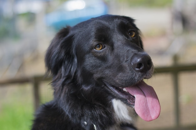 Foto un adorable border collie negro con la lengua afuera bajo la luz del sol