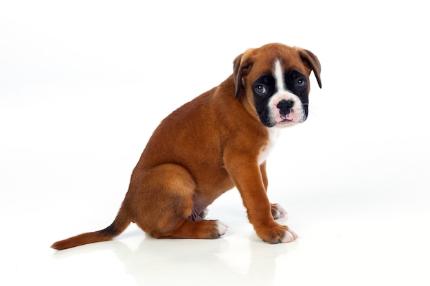 Adorable Boxer Welpen sitzen