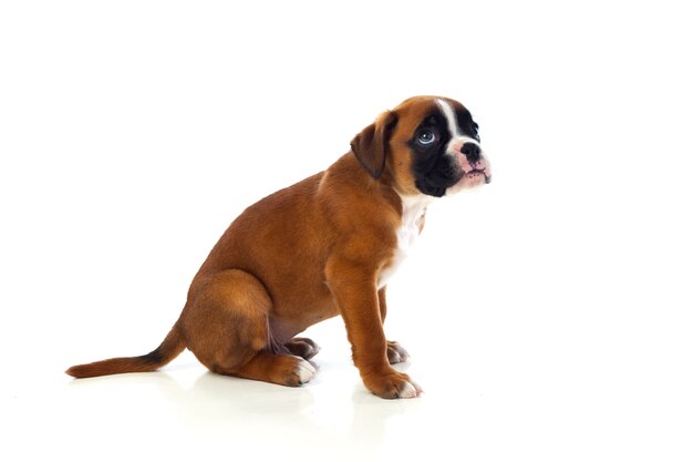 Adorable Boxer Welpen sitzen