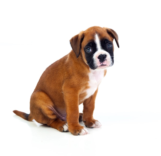 Adorable Boxer Welpen sitzen