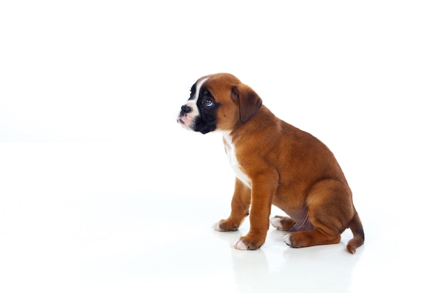 Adorable Boxer Welpen sitzen