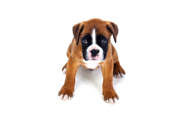 Adorable Boxer Welpen sitzen