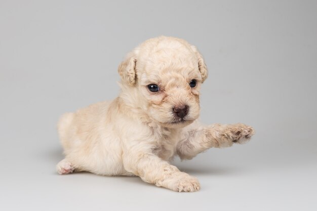 Adorable cachorro aislado en fondo blanco