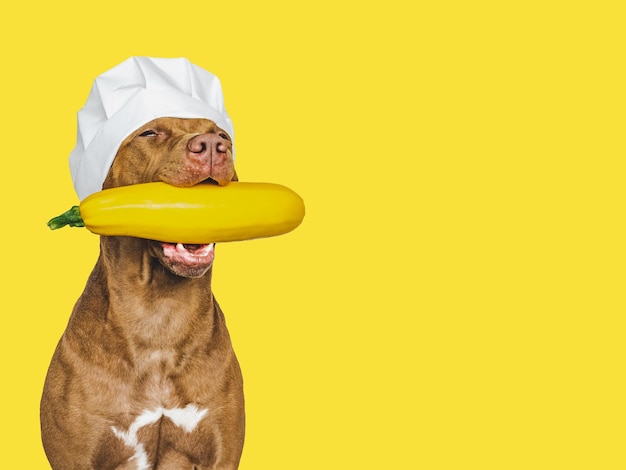 Foto adorable cachorro bastante marrón con calabaza closeup