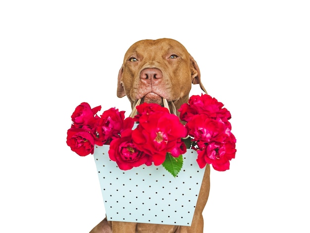 Adorable cachorro bastante marrón y flores brillantes