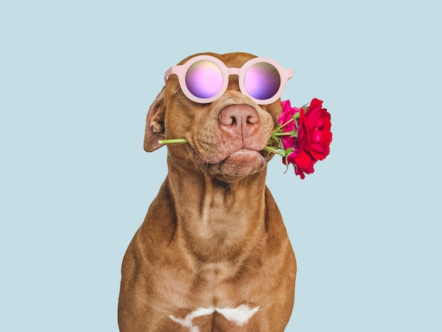 Foto adorable cachorro bastante marrón y flores brillantes