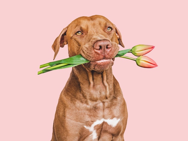 Adorable cachorro bastante marrón y flores brillantes