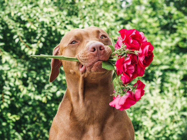 Adorable cachorro bastante marrón y flores brillantes