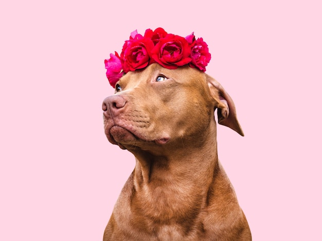 Adorable cachorro bastante marrón y flores brillantes