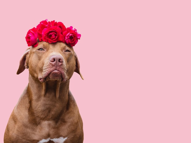 Adorable cachorro bastante marrón y flores brillantes