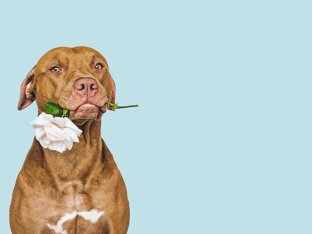 Adorable cachorro bastante marrón y flores brillantes