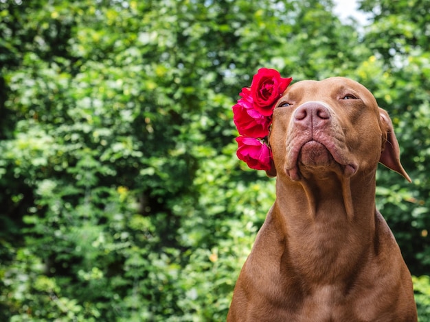 Adorable cachorro bastante marrón y flores brillantes