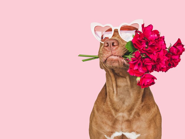 Foto adorable cachorro bastante marrón y flores brillantes