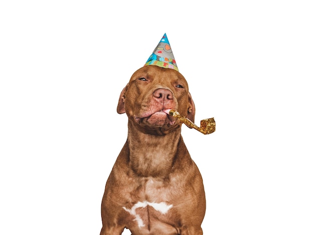 Adorable cachorro bastante marrón y sombrero de fiesta