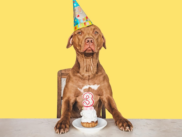 Adorable cachorro bastante marrón y sombrero de fiesta