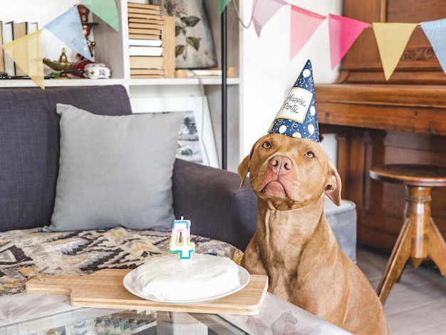 Adorable cachorro bastante marrón y sombrero de fiesta