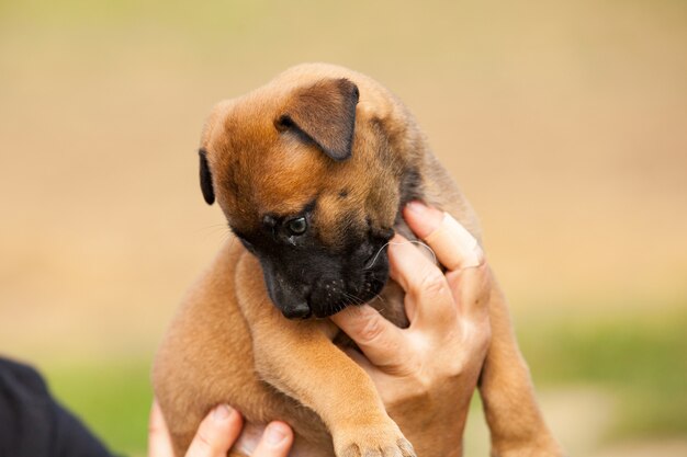 Adorable cachorro bastardo de malinois y bullmastiff en manos de su amante